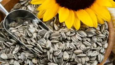خواص و فواید جادویی انواع تخمه ها+ اینفوگرافیک