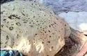 ویدئو | نان غول‌پیکر پاکستانی