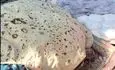 ویدئو | نان غول‌پیکر پاکستانی