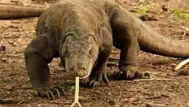 لحظه بلعیدن کامل یک بز بزرگ توسط اژدهای کومودو/ویدیو