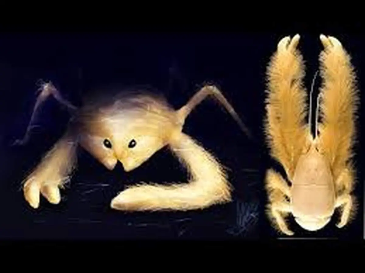 تصاویر جذاب خرچنگ عجیبی که غذای خود را پرورش می‌دهد + عکس