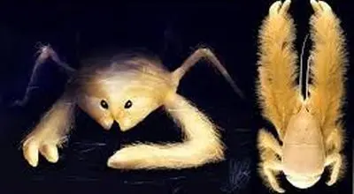 تصاویر جذاب خرچنگ عجیبی که غذای خود را پرورش می‌دهد + عکس