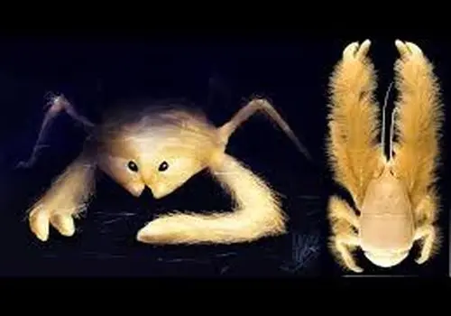 تصاویر جذاب خرچنگ عجیبی که غذای خود را پرورش می‌دهد + عکس