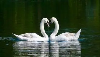 از ظاهر رمانتیک تا قدرت شکستن استخوان/ حقیقت درباره قو+ویدیو 