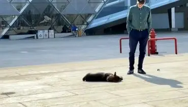 جاذبه‌ای متفاوت در موزه مصر؛ وقتی سگ‌های ولگرد خبرساز شدند