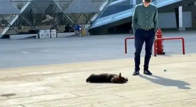 جاذبه‌ای متفاوت در موزه مصر؛ وقتی سگ‌های ولگرد خبرساز شدند