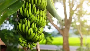 صدای حیرت انگیز خوشه های موز روی درختان را بشنوید + فیلم
