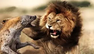 وقتی شیرها به کفتارها درس بقا می‌دهند + فیلم