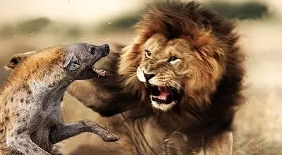 وقتی شیرها به کفتارها درس بقا می‌دهند + فیلم