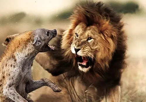 وقتی شیرها به کفتارها درس بقا می‌دهند + فیلم