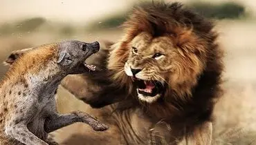 وقتی شیرها به کفتارها درس بقا می‌دهند + فیلم