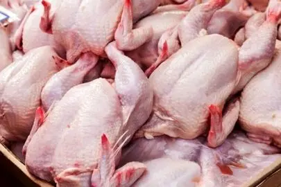 قیمت جدید گوشت مرغ در بازار؛ فیله مرغ بدون پوست کیلویی چند شد؟
