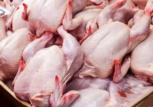 قیمت جدید گوشت مرغ امروز ۱۳ بهمن ۱۴۰۴ / هر کیلوگرم مرغ کامل چند شد؟ + جدول