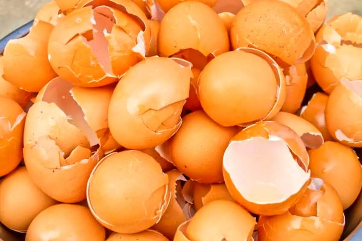 چطور از پوست تخممرغ برای بهبود سلامت بدن و خانهداری استفاده کنیم؟