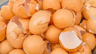 چطور از پوست تخم‌مرغ برای بهبود سلامت بدن و خانه‌داری استفاده کنیم؟