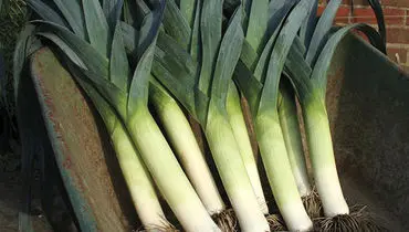 بهترین روش کاشت و پرورش تره فرنگی در خانه