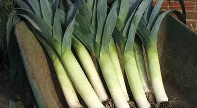 بهترین روش کاشت و پرورش تره فرنگی در خانه