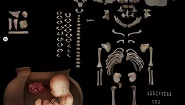 کشف دو جنین ۶۵۰۰ ساله در چپرآباد ایران
