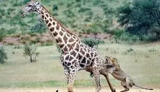 نبرد دیدنی و شجاعانه بچه زرافه با شیر گرسنه + فیلم
