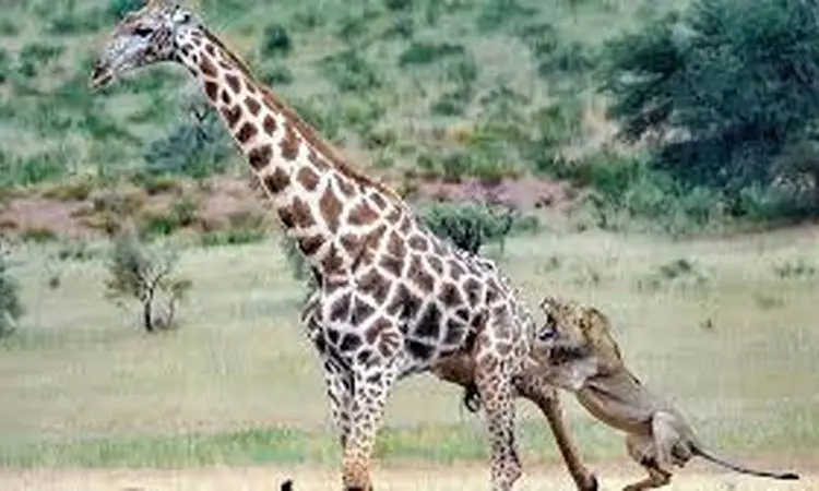 نبرد دیدنی و شجاعانه بچه زرافه با شیر گرسنه + فیلم
