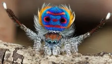 تصاویر جذاب  5 گونه از زیباترین و شگفت انگیزترین عنکبوت های دنیا + فیلم
