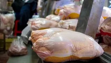 بازار مرغ در مسیر تعادل؛ جزئیات اقدام تازه دولت