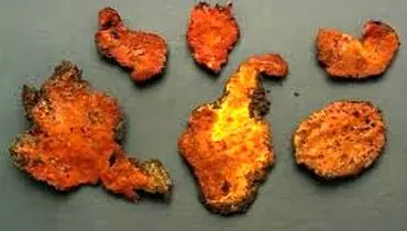 چرا قارچ هیمالیایی در درمان سرطان موثر است؟
