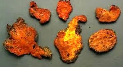 چرا قارچ هیمالیایی در درمان سرطان موثر است؟
