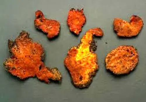 تأثیر درآمد بالای بلاگرها بر نگاه جوانان به تحصیلات دانشگاهی