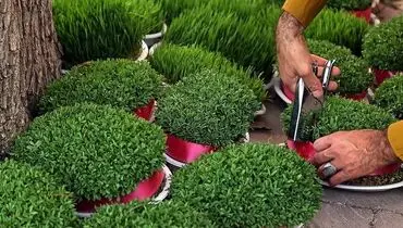 آموزش قدم به قدم کاشت سبزه ماش برای سفره هفت سین+فیلم