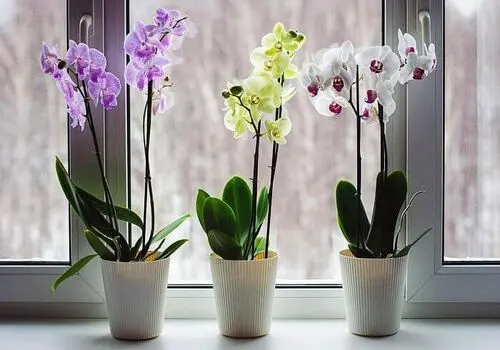 روش های مراقبت و پرورش سروپژیا