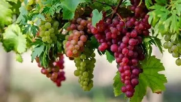 این میوه بهشتی داروی طبیعی برای کاهش فشارخون و تقویت حافظه است