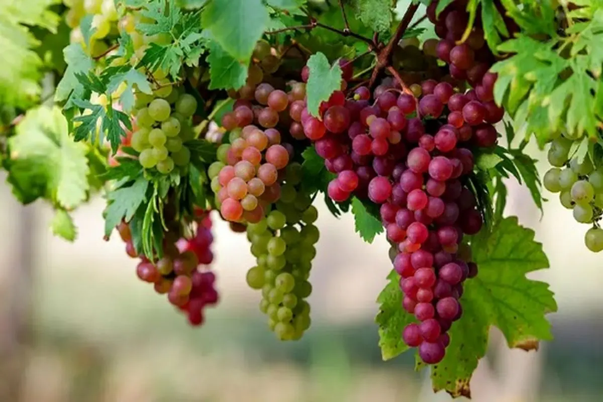 این میوه بهشتی داروی طبیعی برای کاهش فشارخون و تقویت حافظه است