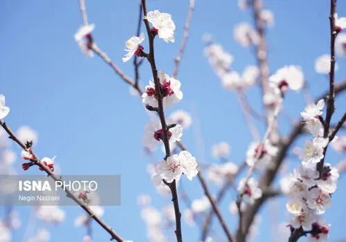 بهار روی قلب چه تاثیر می‌گذارد؟