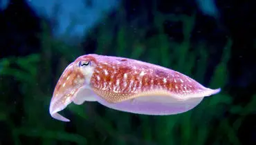 قدرت هیپنوتیزم ماهی مرکب؛ جادوی دریا در یک نگاه + فیلم