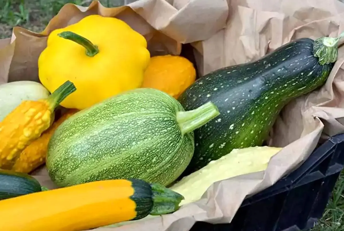 بهترین انتخاب برای کاهش وزن؛ کدو سبز یا کدو حلوایی؟