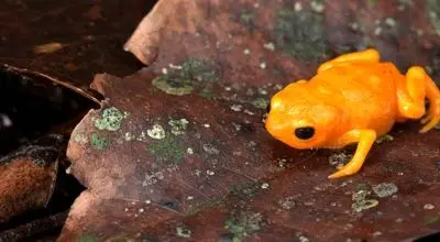 کشف گونه‌ای جدید از قورباغه مینیاتوری به اندازه نوک مداد + عکس