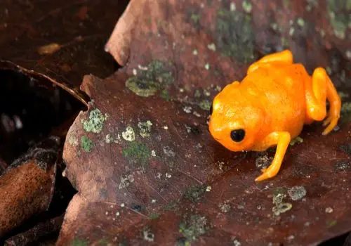 کشف گونه‌ای جدید از قورباغه مینیاتوری به اندازه نوک مداد + عکس