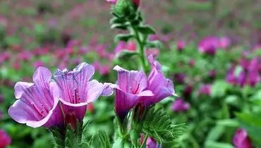 با این گیاه خوش رنگ استرس را نابود کنید
