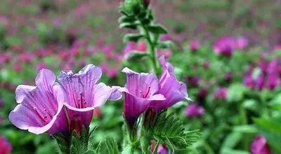 با این گیاه خوش رنگ استرس را نابود کنید