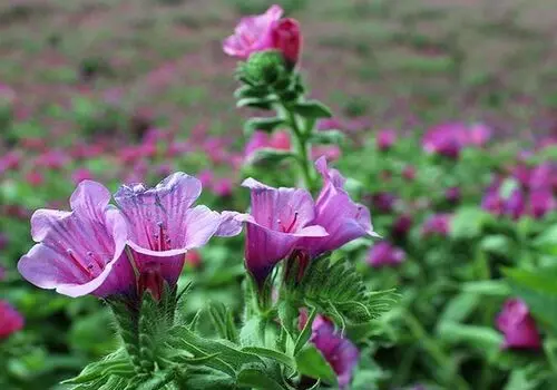 یوز آسیایی برای جفتگیری بدون استرس قرنطینه شد