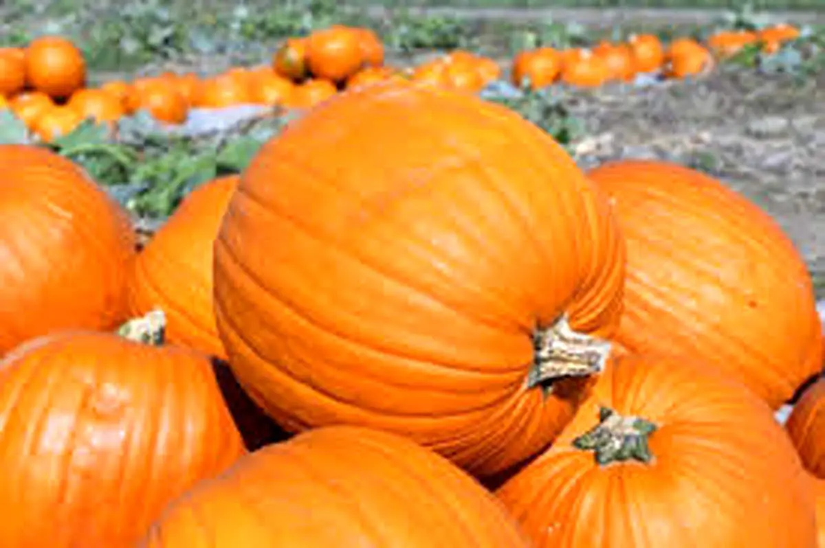 راهنمای تشخیص کدو حلوایی شیرین
