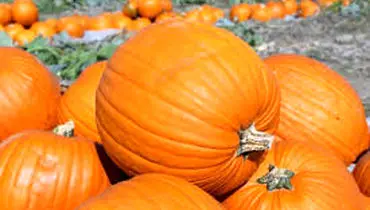 راهنمای تشخیص کدو حلوایی شیرین
