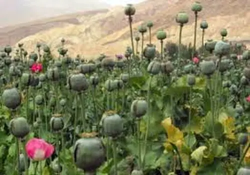 پرمصرف‌ترین ماده مخدر در ایران اعلام شد/ چه بر سر تریاک آمد؟