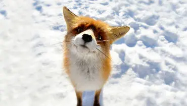 ذوق زدگی عجیب این روباه بعد از دیدن برف+ فیلم