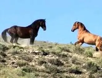 ویدئو دلبربا از کوچ بهاری اسب‌ها در استان گیلان
