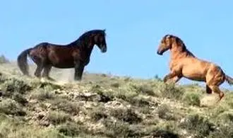 ویدئو دلبربا از کوچ بهاری اسب‌ها در استان گیلان