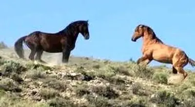 ویدئو دلبربا از کوچ بهاری اسب‌ها در استان گیلان