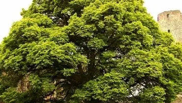 ۵ حقیقت باورنکردنی درباره دنیای چوب و درختان+ فیلم