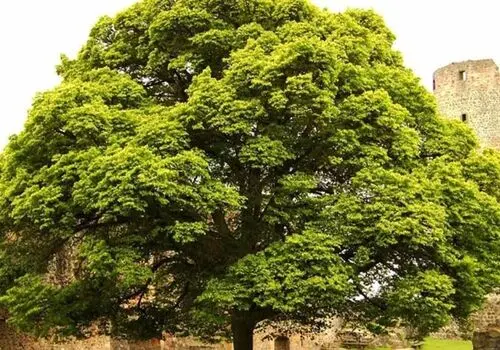 توسعه و نوسازی شرکت چوب و کاغذ مازندران پیگیری می‌شود